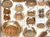 many different types of crabs in a display case