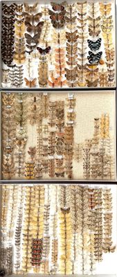 many different types of feathers on display in a display case