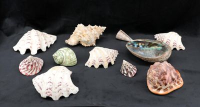 beaucoup de coquillages posés sur une table