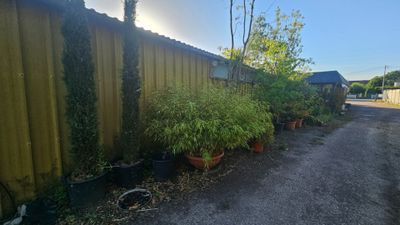 de nombreuses plantes en pot alignées le long de la route