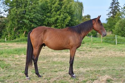 a brown horse standing in a field with trees in the background