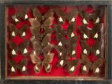 a lot of butterflies that are in a wooden frame