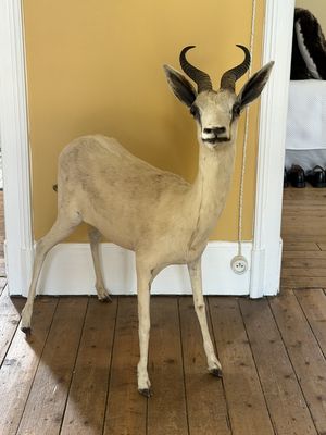 une fausse antilope posée dans un coin de la pièce