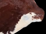 a brown and white cow with spots on it ' s head