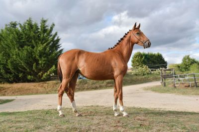 a horse that is standing in the grass near a dirt road