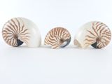 trois coquillages de mer empilés les uns sur les autres sur une surface blanche