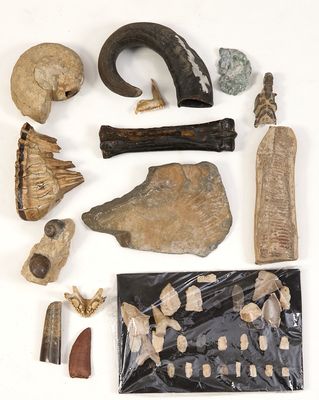 une image représentant une collection de fossiles et d'os d'animaux sur une surface blanche