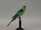 a bird that is sitting on top of a black pole