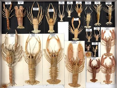 many different types of lobsters on display in a display case