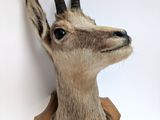 mounted antelope head mounted on a wall in a room
