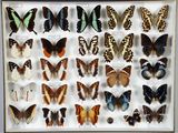de nombreux types de papillons différents présentés dans une vitrine