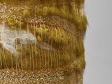 an image of a close up of a piece of fabric