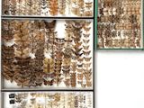 many different types of insects displayed on the wall