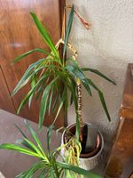 Plantes - lot comprenant : (photo 3)