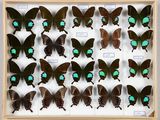 de nombreux papillons disposés dans un cadre en bois