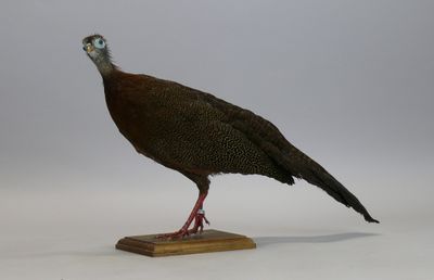 Argus géant femelle - Argusianus argus - sur socle en bois D…