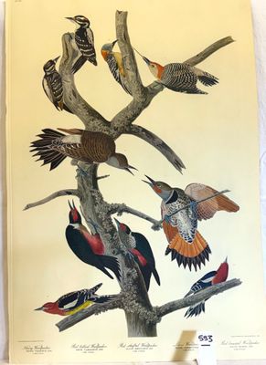 many birds that are sitting on the branches of a tree