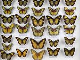 de nombreux types de papillons différents présentés dans une vitrine