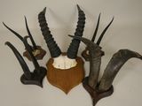several antelope heads mounted on a wooden plaque on a wall
