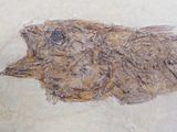 an image of a fish that is on the ground