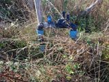 une borne d'incendie bleue au milieu d'un champ