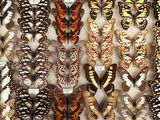 many different types of butterflies displayed in a display case