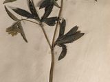 une photo d'une plante exposée dans une vitrine