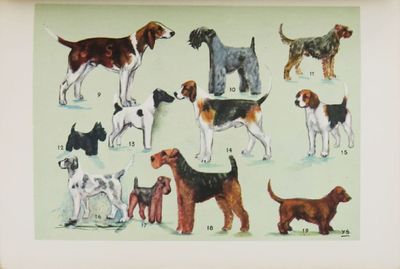 une photo représentant des chiens et leurs maîtres