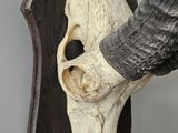 a white animal skull mounted on a black shield