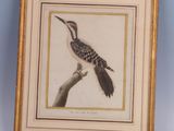 painting of a woodpecker perched on a branch in a gold frame