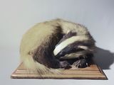 a stuffed animal that is laying on a wooden board