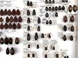 a lot of bugs that are on display in a white box