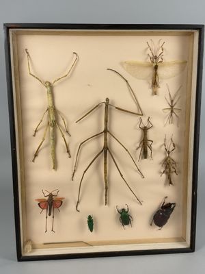 a picture of a display of insects in a shadow box