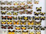 de nombreux types de papillons dans une vitrine