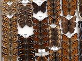 many different types of moths displayed in a display case