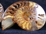two fossilized ammonites on a black background