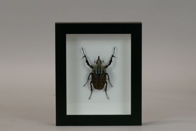 a close up of a bug in a black frame on a white background
