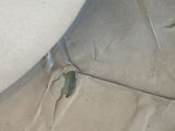 a white toilet with a green bug on the toilet seat