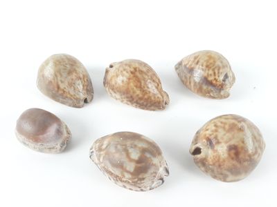 six seashells are arranged in a circle on a white surface