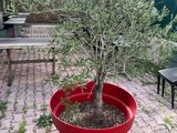 a potted olive tree in the middle of a brick patio
