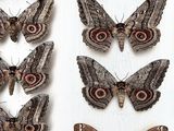a lot of moths that are on display in a glass case