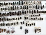 a lot of bugs that are on display in a shadow box