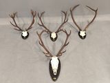 three deer heads mounted on a wall with antlers on them