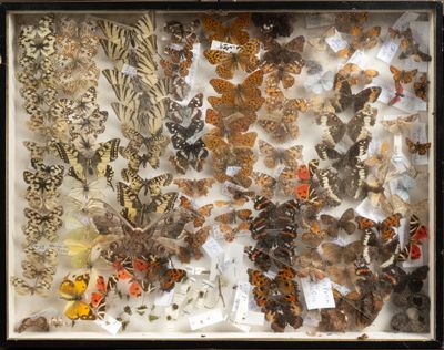 beaucoup de papillons qui se trouvent dans une vitrine
