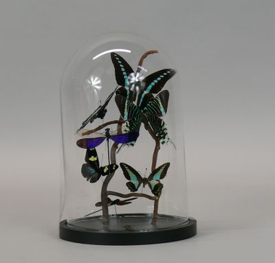 a glass cloche with butterflies in it on a table