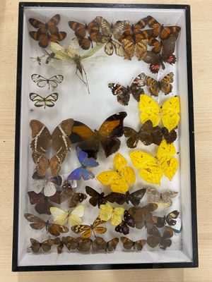 a lot of butterflies in a box on the table