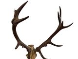 a close up of a deer skull with antlers on a white background
