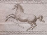 a drawing of a horse that is standing on its hind legs