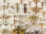 a lot of insects that are on display in a glass case