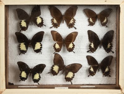 de nombreux papillons présentés dans un cadre en bois